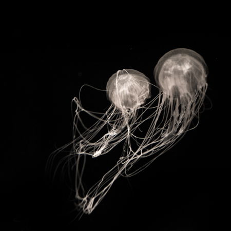 photography jelly fish