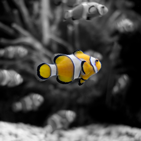 photography fish