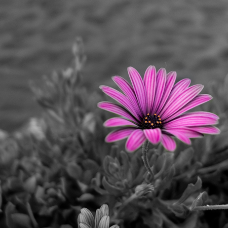 photography flower
