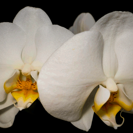 photography flower