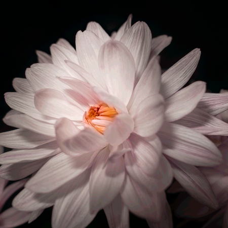 photography flower